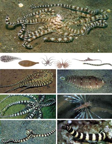 Mimic octopus - Some transformations of mimic octopus.