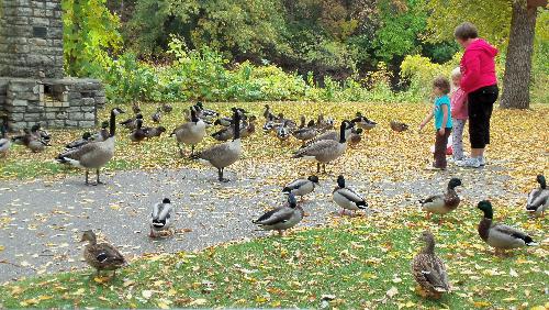 Feeding geese & ducks - Savanna met a new girl & they shared bread for feeding the ducks & geese.