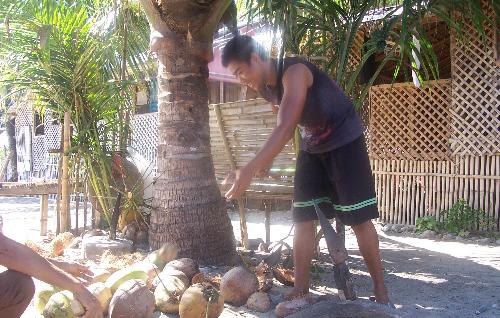 Young Filipino Hard Working Farmer - This is a photo of a young Filipino coconut farmer separating the husks from the nuts. It's a laborious task that requires skill and body resistance. Young Filipino Hard Working Farmer - This is a photo of a young Filipino coconut farmer separating the husks from the nuts. It's a laborious task that requires skill and body resistance.