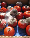 rotten tomatoes - http://media.photobucket.com/image/rotten%20tomatoes/ciaddict/Food/rottentomatoes.jpg?o=5