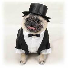 Ermentrude ready to get in the limo. - dfij idgz si jz gzg zgdgzjei