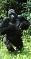 Gorilla - Gorilla