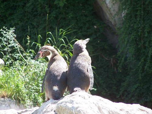 vienna zoo - last summer i was in vienna. this pic is of two pengins in vienna zoo.