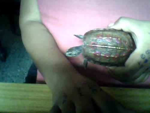 my turtle painted shelltop - golden and pink shell of my turtle..