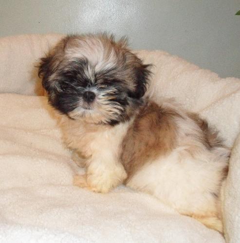 shihtzu puppy, my favorite puppy - this is my very cute puppy shihtzu named carlos. He is a very lovable puppy, cuddly, playful and intelligent, he always makes me happy and when i am sad he is my comforter. i always look to him as a man's best friend and he is like a family. having a pet is being responsible and have the love and affection to show to others. It helps us live our lives to the fullest and let us enjoy.