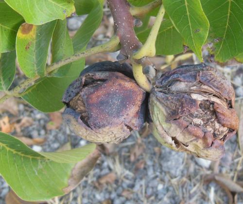 Ripe Walnuts Still on Tree - If you've never seen a walnut growing before, the ugliness of a ripe walnut might surprise you. That's why I'm sharing this close-up instead of the whole tree where you would barely be able to see the individual nuts. This was taken on October 20, 2012 Ripe Walnuts Still on Tree - If you've never seen a walnut growing before, the ugliness of a ripe walnut might surprise you. That's why I'm sharing this close-up instead of the whole tree where you would barely be able to see the individual nuts. This was taken on October 20, 2012