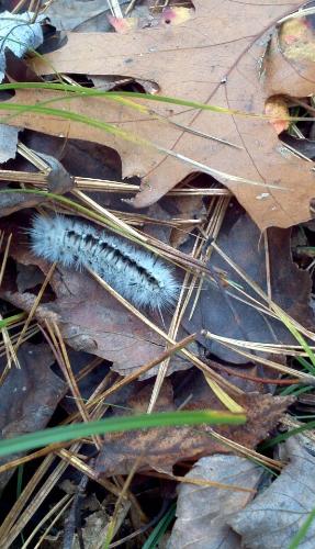 A White Caterpillar - I came across this cute little white caterpillar crawling across the leaves the other day as I was walking through the woods. Some people have commented that some people have extreme reactions from touching these caterpillars due to some sort of toxin they contain but I held him for quite some time and had no reaction at all.