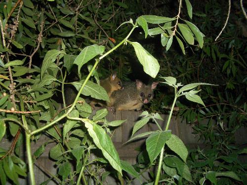 Mother possum and baby. - Mother possum and baby come to eat the chilli bush leaves.