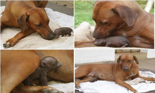 Unconditional Love - This dog adopted an orphaned piglet and is now raising it as her own! Isn&#039;t it amazing how nature takes over? No prejudice, no restrictions, just pure love, compassion, and instinct!