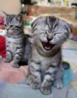Cool cat - Cool cat