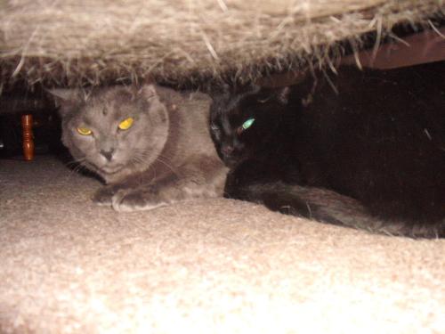 Alphy and Bubba - Alphy is the grey cat and Bubba is the black cat.