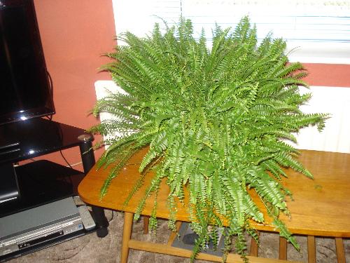 My First House Plant - A Fern For The Living-Room - My New Fern Plant In The Living-Room