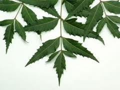 Azadirachta indica - Neem Plant leaves - These are medicinal leaves from the plant/tree of Neem