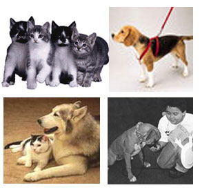 PET CARE - Although dogs and cats are the most popular companion animals, many people choose from the variety of other domesticated pets. Every animal requires proper care and respect, and committed pet owners should be aware of the issues related to their specific animal.  Have a question about caring for your pet? Whether you need to know about feeding, habitat, health, lifespan, size, grooming, time, breeding, equipment, or cost of owning a pet. Its an open community anyone can join.... we can share our pet related problems and experiences to give our pets better care needed for thier health and happiness... :)  Remember healthy pet is a happy pet.
