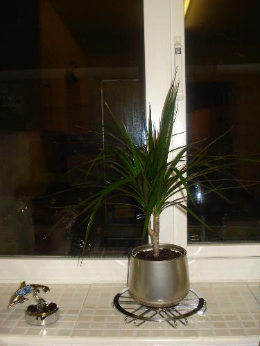 Indoor Plant No.2 Bought For The Kitchen - Another unidentified plant bought for the kitchen