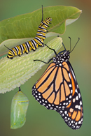 life - the life cycle of a butterfly