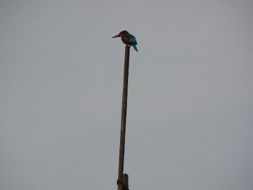 Kingfisher perched on the lightning conductor - The height of this pole is about 50' from the camera level. The zoom feature works well with my camera