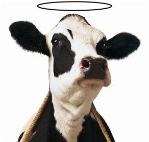 holy cow - http://www.google.com.ph/imgres?q=holy+cow+images&hl=fil&sa=X&biw=1024&bih=677&tbm=isch&prmd=imvns&tbnid=detNVV8eJsxAbM:&imgrefurl=http://voicerev-sharemyjourney.blogspot.com/2012/07/holy-cows-meditation.html&docid=9n5xvtF83JuLJM&imgurl=http://3.bp.blogspot.com/-EIoB6LXa1NQ/T_gLK5ilqjI/AAAAAAAAF7E/vQZOAjRMPlQ/s1600/holy_cow.jpg&w=292&h=279&ei=XM-gUL7-H5CbmQXVw4HYAQ&zoom=1&iact=rc&dur=512&sig=111231135933769585128&page=1&tbnh=132&tbnw=138&start=0&ndsp=16&ved=1t:429,r:0,s:0,i:65&tx=96&ty=73