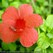 hibiscus - well next 2 rose is CHINA ROSE!! according to the name it must only b found in  CHINA but i dont noe the reason why it is so common do u noe the reason???