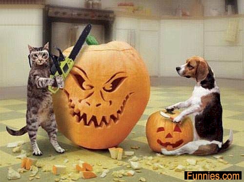 Halloween Image - This was sent to me in an email.  It is a funny jack-o-lantern contest between a dog and a cat.