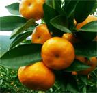 honey oranges - Liucheng honey oranges from China 