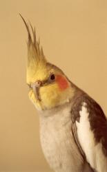 parrot - parrot