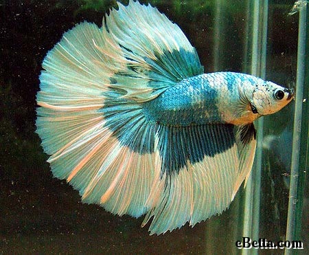 Betta fish can be very beautiful with their colors - Betta fish can be very beautiful with their colors.