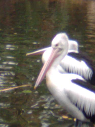 Pelicans - Up close with some pelicans