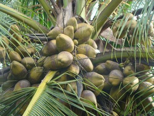 Coconuts - These grow in our garden