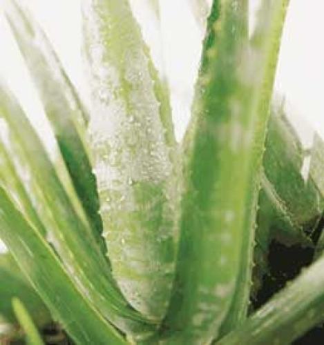 Aloe Vera - A herb that is an excellent moisturiser