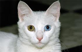 cat - An odd-eyed cat