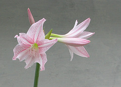 Lilly - This is my favorite flower. I think they are very pretty.