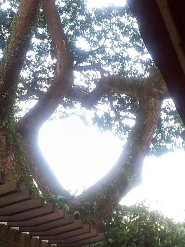 love love - I saw this upon staring at the tree top