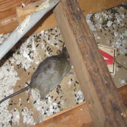 rat urines and poop - I heard a rat's urine is poisonous, and it poops everywhere.