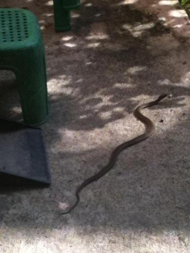 Snake - This was the second snake i saw at my backyard. the first one was Yellow and Black stripes. So scared. I was scared of snakes and I really don't like them . Thailand has a lot of snakes specifically here in the North because this is mountainous area.