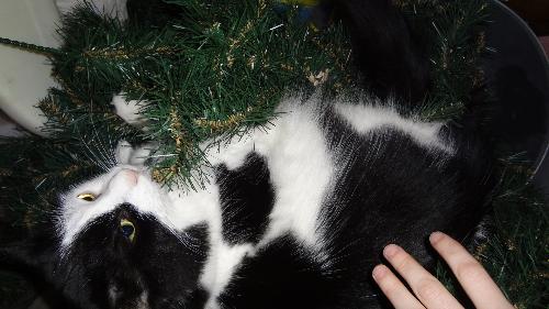 Patches adventures - Patches adventures with the Christmas tree. 