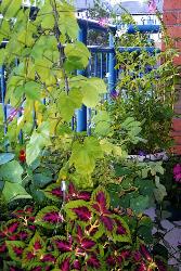 Balcony - Little jungle