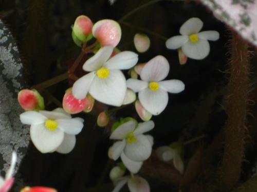 Begonias blossoms - These are my own begonias blossoms. Aren&#039;t they pretty?