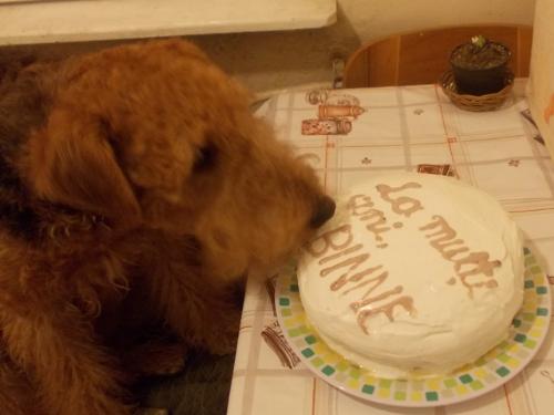 Caught in the act - I wonder why mom wasn&#039;t mad at me - she usually gets mad at me when I eat something from the table.