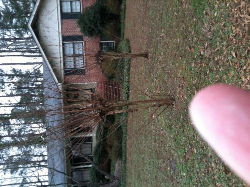 Dogwood trees in my yard - These are the Dogwood trees in my yard. Dogwood trees in my yard - These are the Dogwood trees in my yard.