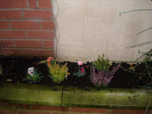 Alpine Plants For My Raised Flowerbed - Some Alpine Plants I Have Bought