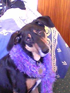 My Dog Chloe. - This is my adorable dog Chloe. She's such a cutie (and it's a scarf that she's wearing!)