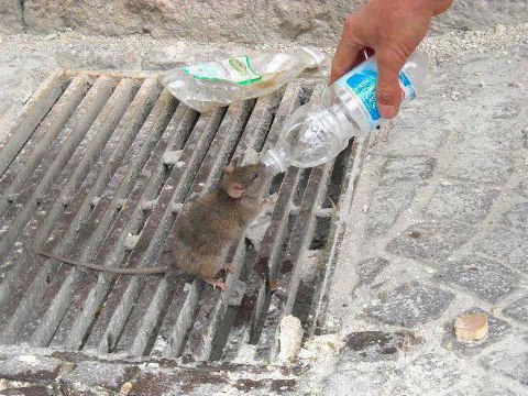 Mouse being fed - Cute picture no doubt, but is it? Mouse being fed - Cute picture no doubt, but is it?