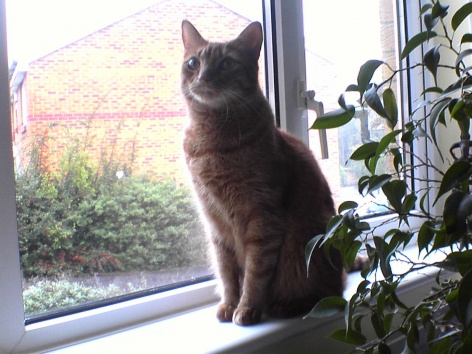 Wendy's Cat Tigger. - Ant's sister's adorable cat Tigger.