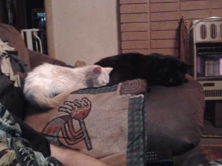 Merlin is laying next to our eldest cat, Thomas. - Here's Merlin the same night we found him. He made himself right at home laying next to Thomas. 