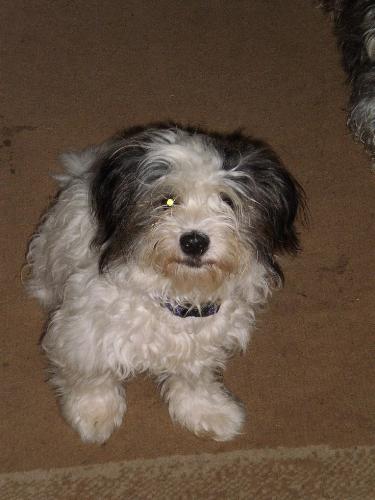 This is Benji - He is either up to mischief or playing with Banjo or sleeping or giving cuddles. He's such a dear little mate.