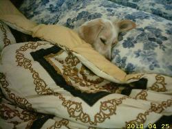 Peggy sleeping in my bed - she's adorable!