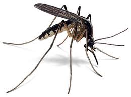 Dealy mosquito - mmm..I hate mosquitoes