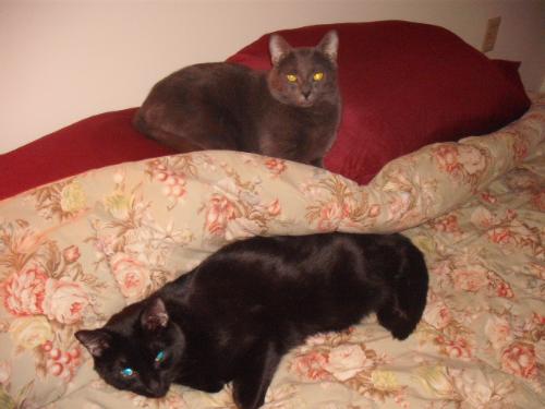 Alphy and Bubba - Alphy the grey one is a brat! Alphy and Bubba - Alphy the grey one is a brat!