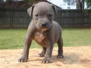 Cute Pitbull - They can be friendly!